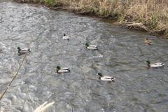 2018_02_17_4_ostra_zima_074