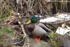 2018_02_17_4_ostra_zima_076