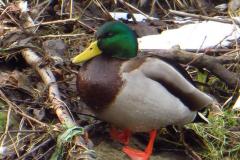 2018_02_17_4_ostra_zima_077