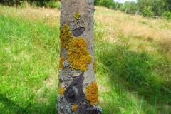 2018_07_29_malina_013