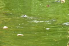 2018_07_29_malina_015