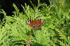 2018_09_08_pstrag_010