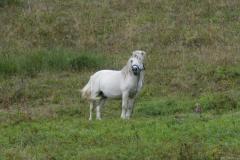 2018_09_08_pstrag_021