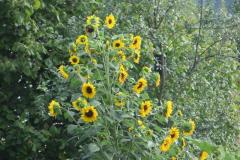 2018_09_08_pstrag_024