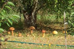 2018_09_08_pstrag_027