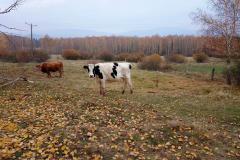 2018_11_11_niepodleglosc_007