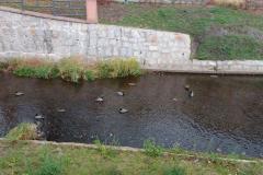 2018_11_11_niepodleglosc_014