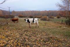2018_11_11_niepodleglosc_045