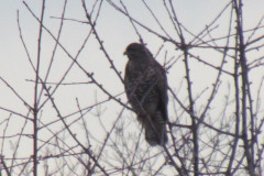 2022_01_08_i_spacer_zimowy_027