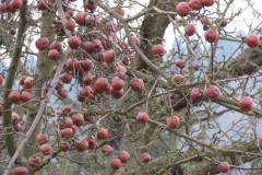 2022_01_08_i_spacer_zimowy_032