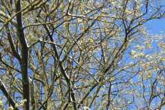 2022_04_09_wokol_jeziora_007