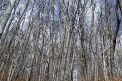 2022_04_09_wokol_jeziora_042