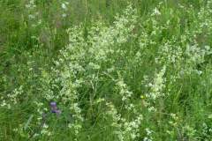 2022_07_02_sawanna_i_medytacje_016