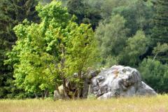 2022_07_02_sawanna_i_medytacje_022