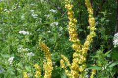 2022_07_02_sawanna_i_medytacje_038