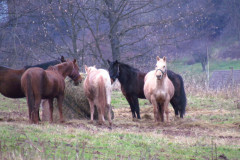 2023_01_14_zimowe_gwarkowanie_1_005