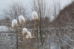 2022_01_12_mrozone_jawory_004