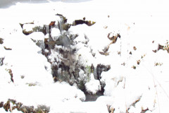 2022_01_12_mrozone_jawory_007
