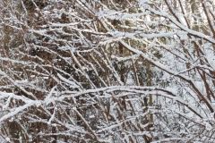 2025_01_04_Spacer_noworoczny_017