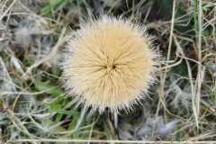 IMG-20250329-WA0039