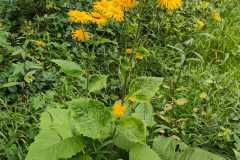 IMG-20250823-WA0013