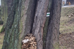 2026_02_14_spacer_walentynkowy_021