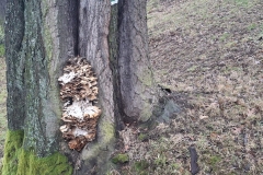 2026_02_14_spacer_walentynkowy_022