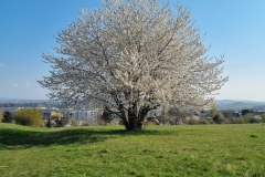 WhatsApp-Image-2026-04-11-at-15.49.43