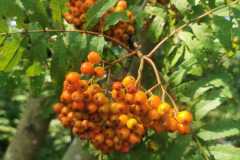 IMG-20250809-WA0021