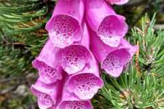 IMG-20250809-WA0043