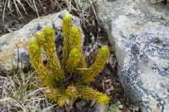 IMG-20250601-WA0001