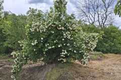 IMG-20250517-WA0030