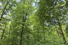 IMG-20250517-WA0033