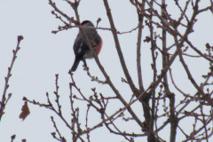 IMG_8232