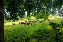 IMG_20250621_152417_627