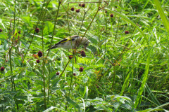 IMG_0752