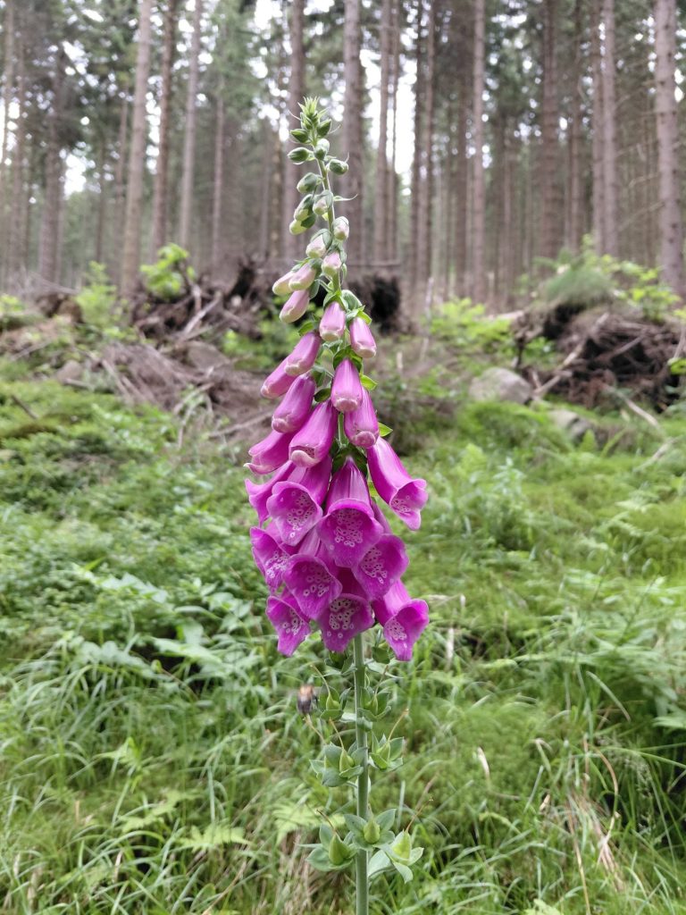 Karkonosze z Gortychem, 12 lipca 2026 - zdjęcie 14